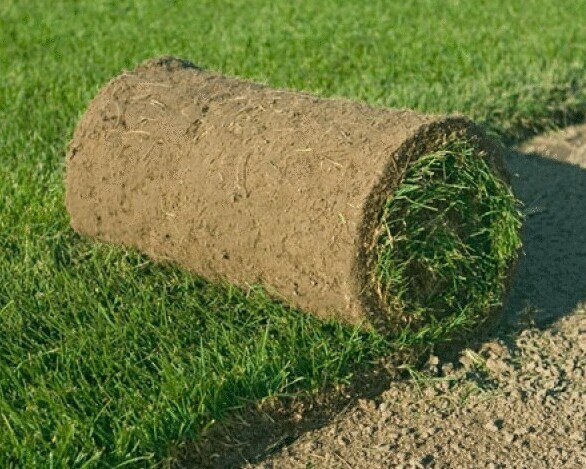 <span style="font-weight: bold;">ПРОФЕССИОНАЛЬНЫЕ ГАЗОН И СЕМЕНА Работаем только с семенами от ведущих мировых производителей</span>