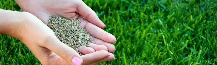 Профессиональные семена от ведущих производителей