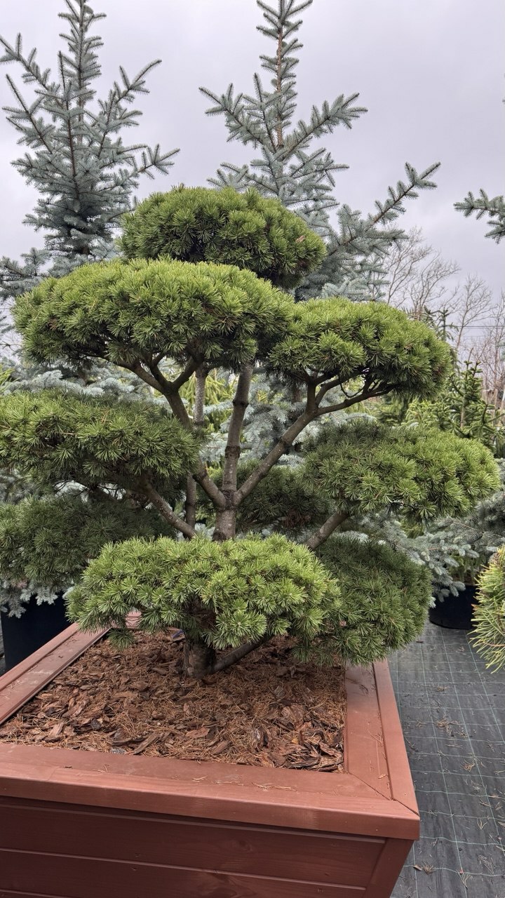 <span style="font-weight: bold;">ПРОДАЖА РАСТЕНИЙ </span>