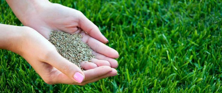 <span style="font-weight: bold;">ПОСЕВНОЙ ГАЗОН с завозом плодородного грунта</span>